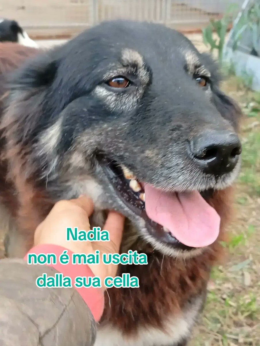 Ho 7 anni tutti trascorsi in canile ma se saprai leggere nei miei occhi ho la speranza nel cuore, un'anima pronta a donare amore. Nadia,taglia media, vaccinata,sterilizzata, chippata. Caserta adottabile centro nord Italia 
☎️3483225213 whatsapp 
#DolceGabbana 
#SpotifyWrapped
