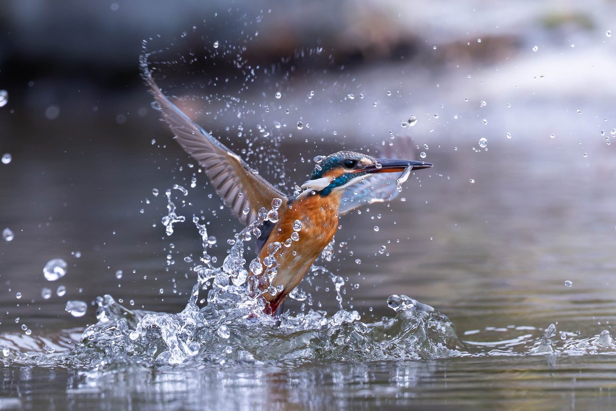 今日はどんより雲り空☁️
暗かったので久しぶりにテレコン外して撮ってみたけど、AFは僅かに速いし画角も広くなって撮りやすい😉👍
曇ってても全然イケますね🎵
でも晴れてたらやっぱりテレコンつけるかな🤣🤣🤣
#カワセミ
#eosR5mark2
#rf600f4