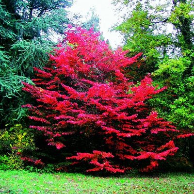 Āfaridun (M.Reza SHAHED) tweet media