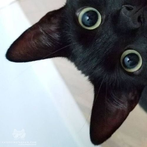 Black cats are not bad luck (@visualscat) on Twitter photo 