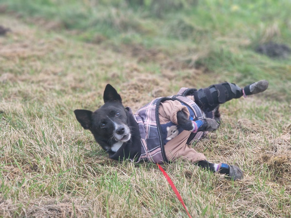 Frau #Atelierhütehund hatte wohl heute auch ihren Spaß mit <a href="/Amyauf3Beinen/">Amy</a>. 😁 zum sich selber wälzen sind die Knochen schon zu alt, daher lässt sie wälzen