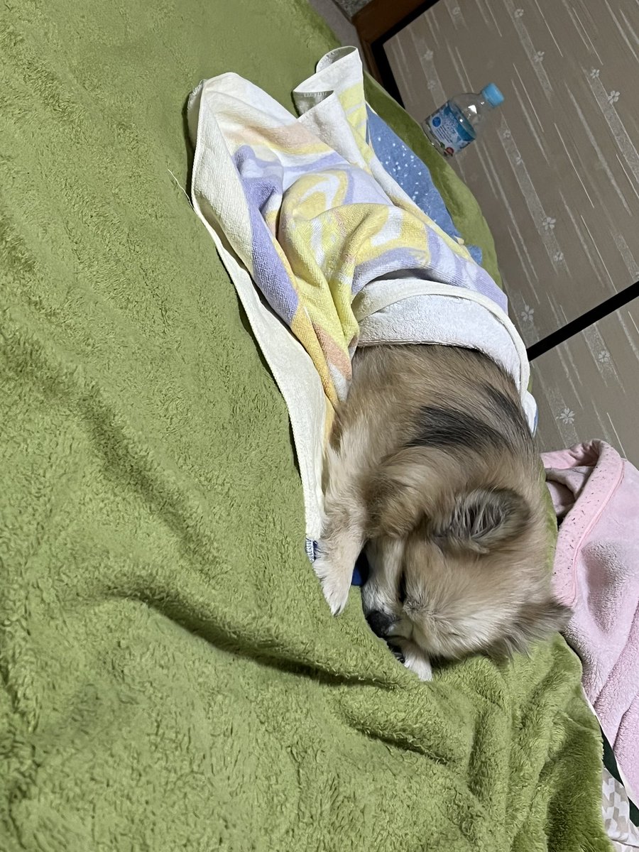 A cute sleeping 15-year-old🥰