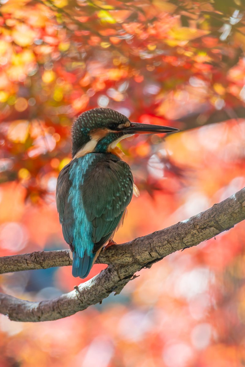 モミ🍁カワその４😊✨
#カワセミ