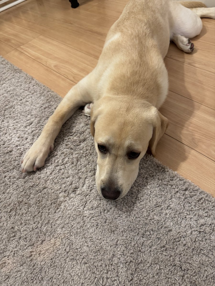 ラブラドールレトリバー