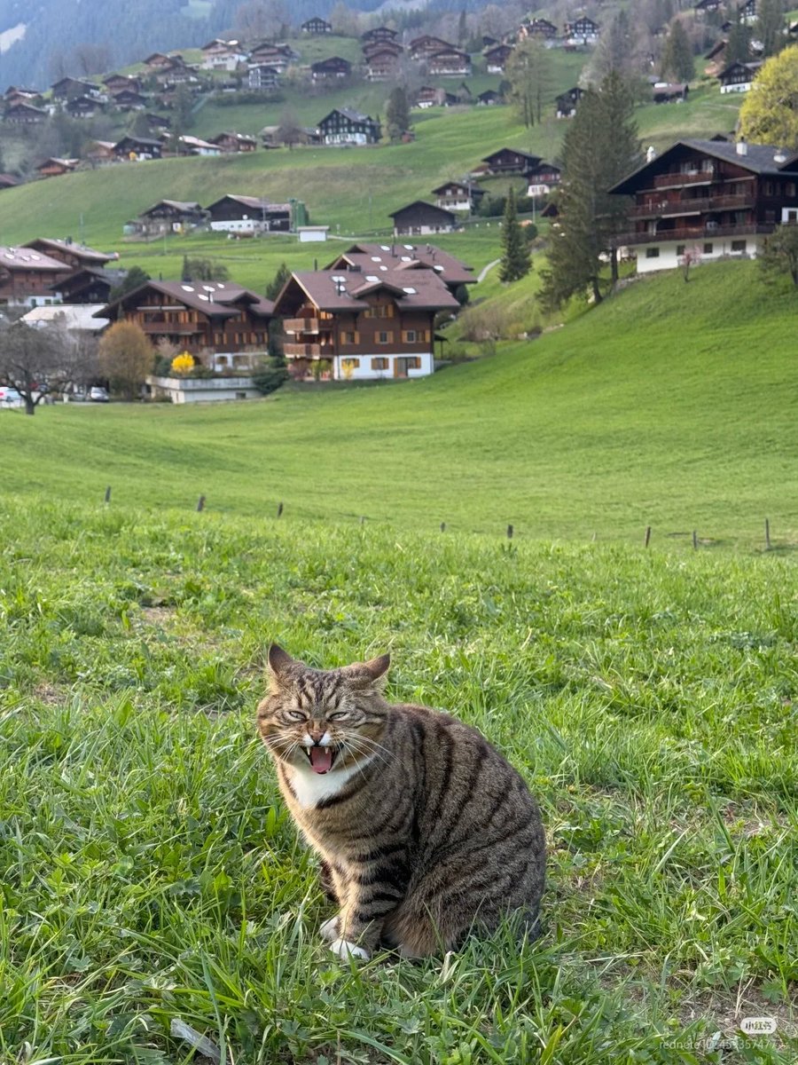 nocontextscats's tweet photo. AAAAAAAAAAAA https://t.co/BJepN95zUY