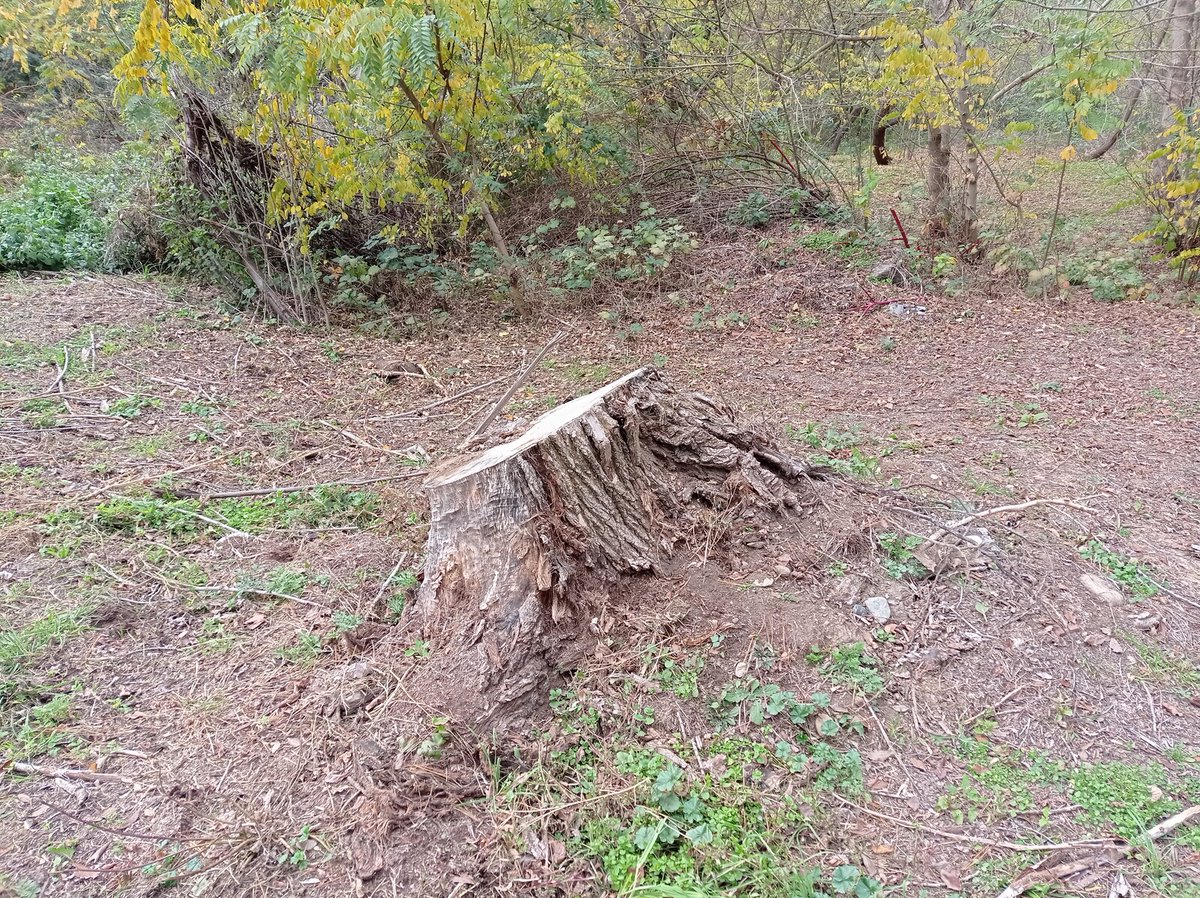luca_bergamasco's tweet photo. #stumpday #tree #TreeClub https://t.co/4w8bfkgZYA