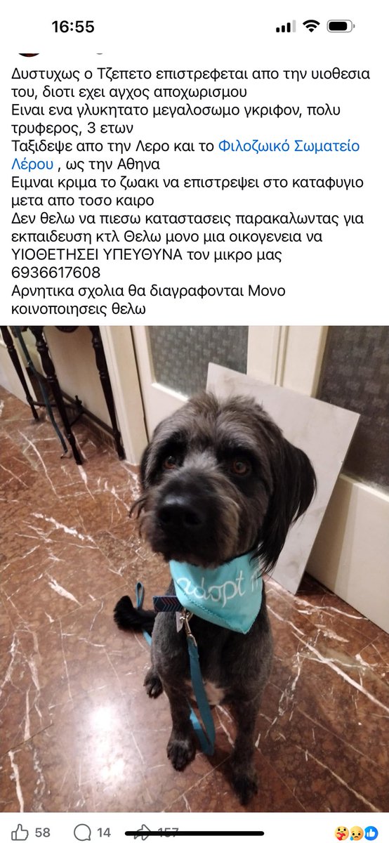 rikoulini's tweet image. Τον επιστρέφουν απο την υιοθεσία! Μην καταλήξει στο καταφυγιο! Είναι κρίμα! Υιοθετουμε υπεύθυνα! Δεν είναι λούτρινα!