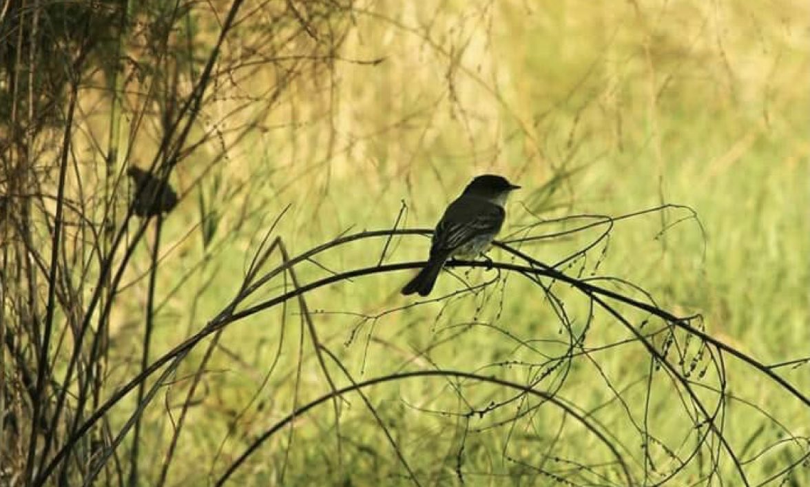 FARSÇA KOLAY BEYİTLER-386

تا عهد تو بر بستم عهد همه بشکستم
بعد از  تو  روا باشد نقض همه پیمانها
(سعدئ شیرازی، غزل ۲۴)