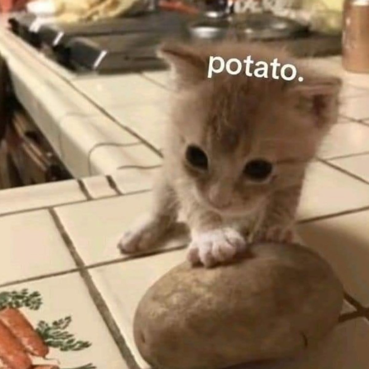 PunchingCat's tweet photo. https://t.co/t0pnpAmFTA