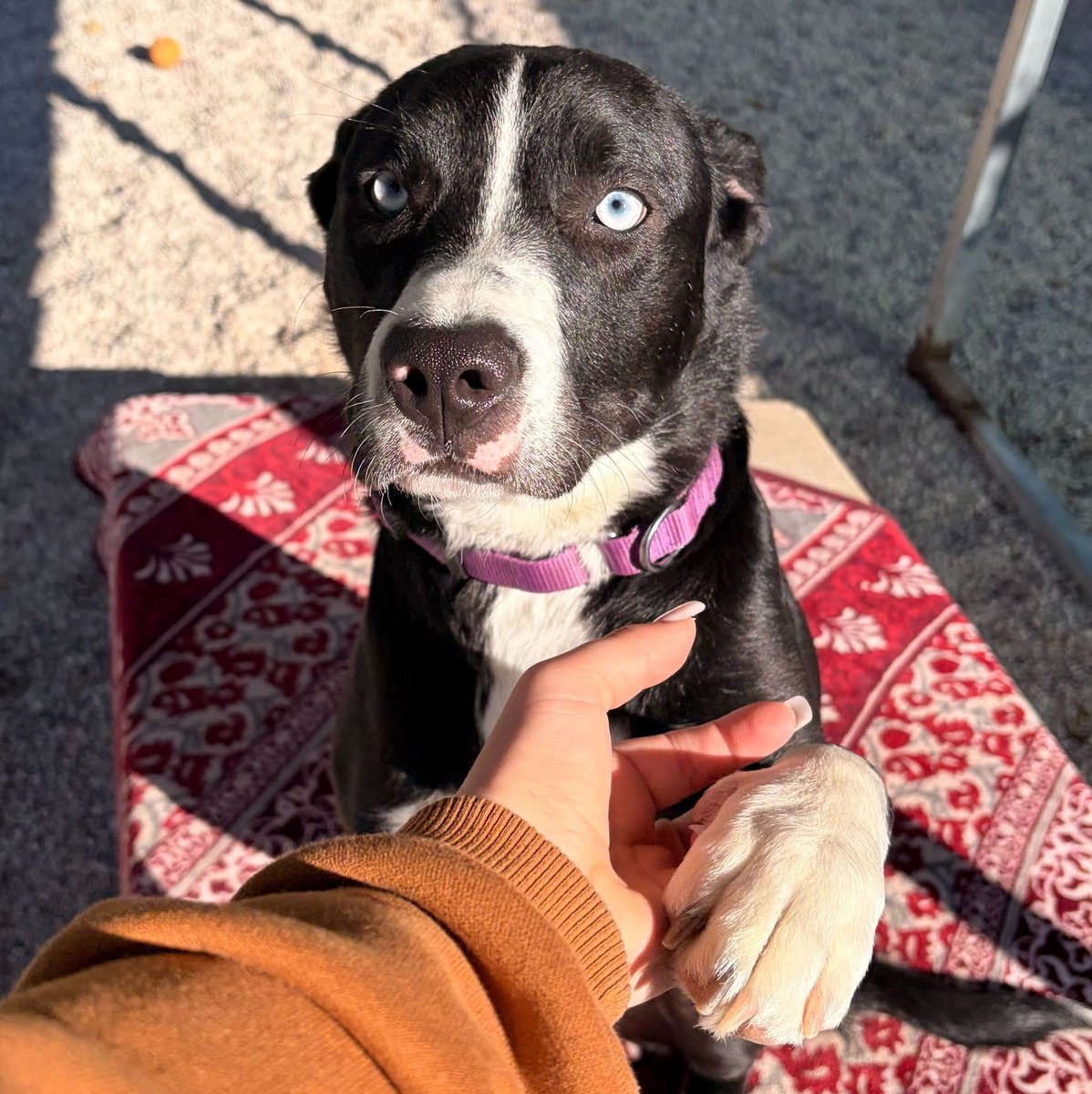 HumaneSocietyJeffCty tweet media