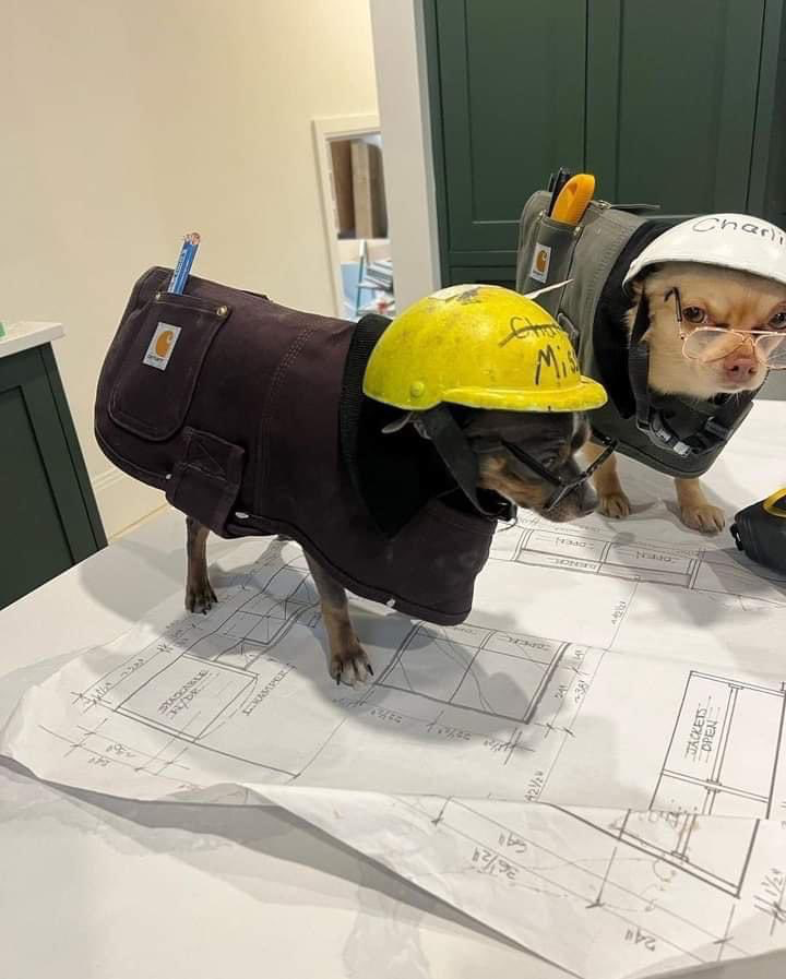 fairhurt's tweet image. dogs at work! 🚧