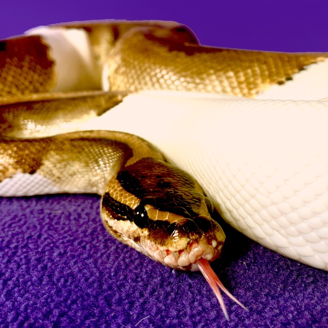OnceInAWild's tweet image. Did you know snakes use their tongues to smell their surroundings? By flicking their tongues, they collect scent particles from the air and ground, helping them understand their environment and find food.

#OnceInaWildZoo #WeBringTheZooToYou #BallPython #Cute #Animals #Reptiles