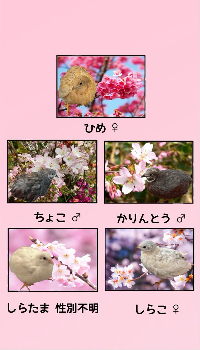 ゆゆうずら tweet media