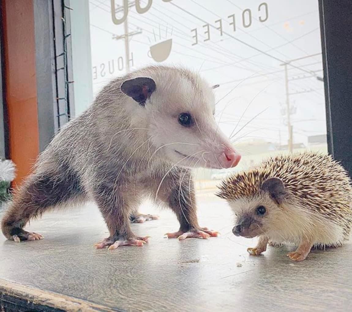 Snaggletooth Screamer tweet media