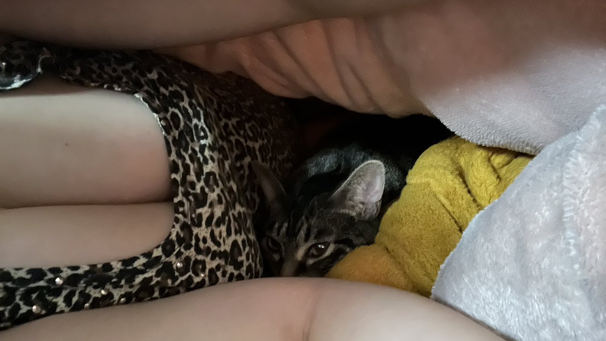 猫たんぽ