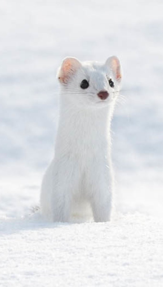Tree_Folklore's tweet image. In Ireland, the stoat is believed to have a level of cunning to challenge even that of the fox 🦊❄️ 

Here there was a strong taboo against harming a stoat as they are believed to be capable of understanding human speech and will take revenge if a family member is harmed by…