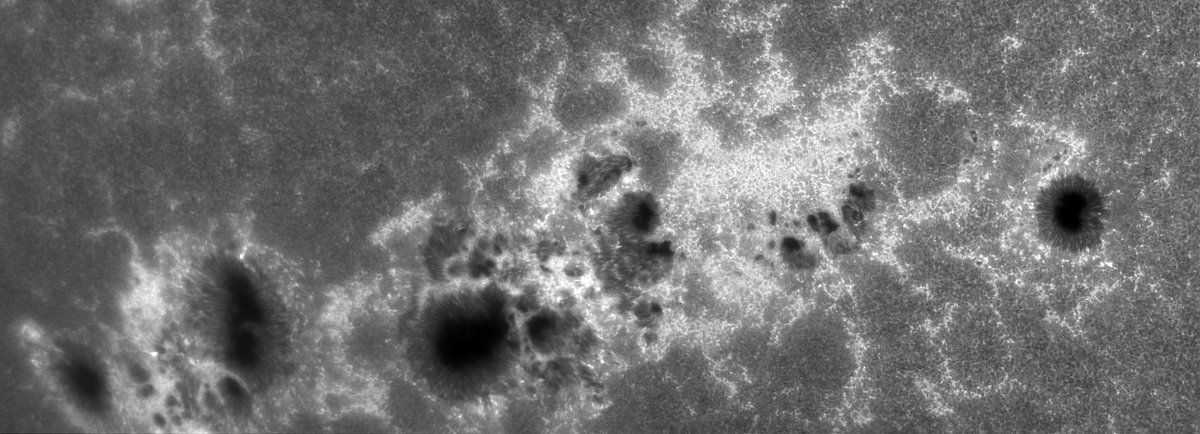 yltansg's tweet photo. 3Dec25. This image of the sunspot complex 4294-4296 was taken with a 150mm refractor fitted with a narrow-band CAK filter system. It shows the areas of high magnetic activities around sunspots, #plage and large-scale #supergranulation cells. This sunspot complex is comparable in size to the #Carrington sunspot.