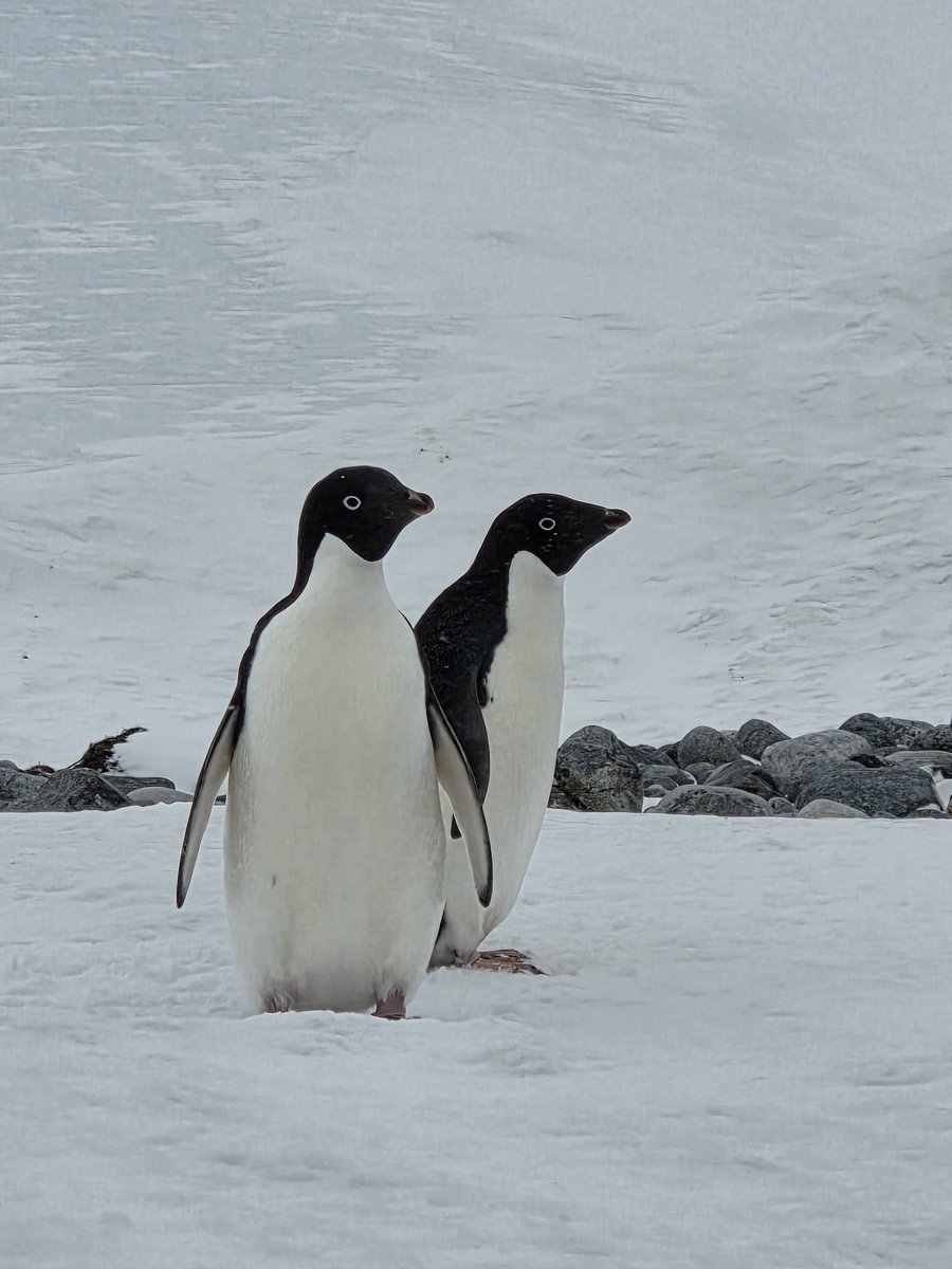 Упоролись, но высадили всех. Место очень не гостеприимное, но зато обнаружили несколько парочек пингвинов Адели.