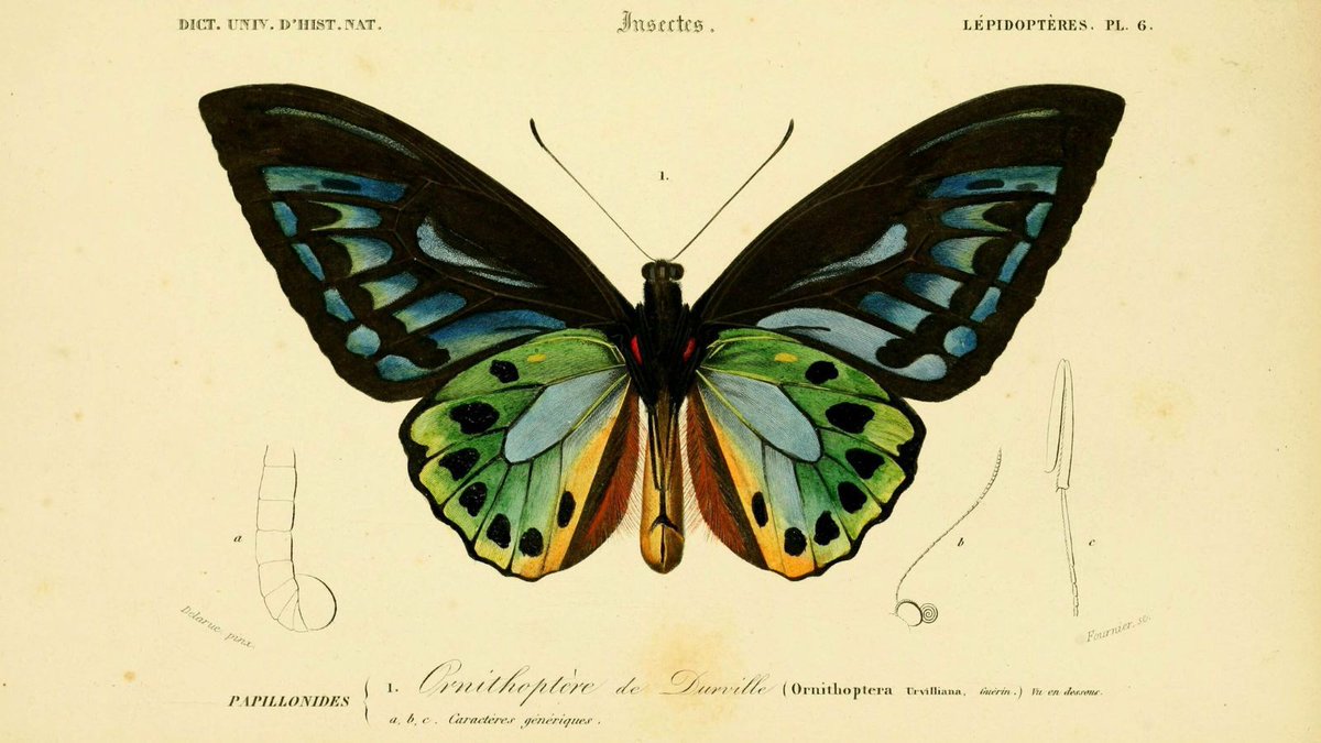 BioDivLibrary's tweet image. 💚 Thank you for helping us #GiveBHLWings!
Your support this #GivingTuesday brings BHL closer to independence on 1 Jan 2026 and keeps the world’s biodiversity knowledge open for all. #ILoveBHL #BHLTransition 🧪 📖 🌏 🐟 💸 ancrywkv.donorsupport.co/page/GiveBHLWi…
