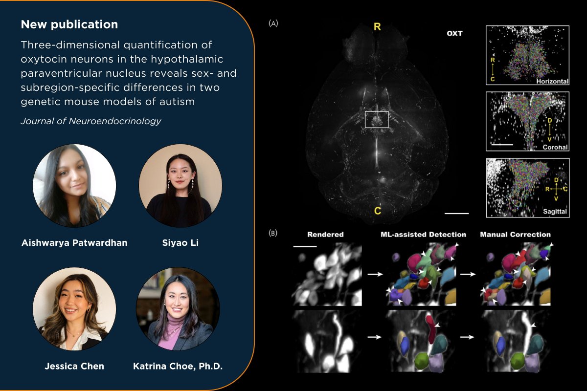 LifeCanvasTech's tweet image. What can you discover with one powerful, streamlined pipeline for 3D #SpatialBiology? Researchers in @choekatr&apos;s lab @McMasterU used whole-brain labeling, clearing, imaging, &amp;amp;  ML-based cell detection to quantify OXT neurons across part of the hypothalamus called the PVN 🧵 (1/3)