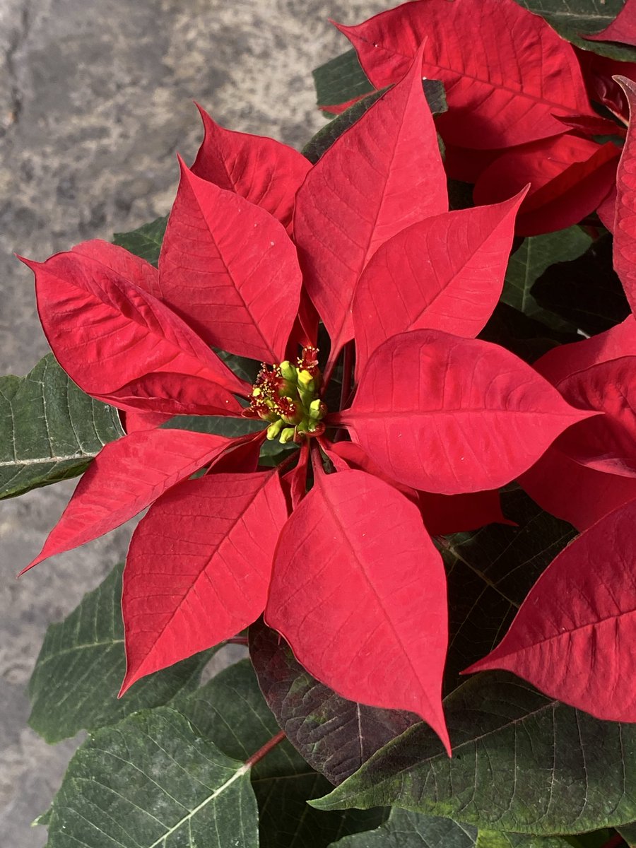 Hoy es un gran día para nuestra consentida <a href="/braviela/">Gaby Ruffo</a> y un día especial para todos nosotros que siempre estamos contigo. Recibe un abrazo enorme mi querida Gaby y aquí te mando un bella flor de nochebuena, TQALB y desde aquí TVO. Besitos y muchas felicidades 🎉🎊🍾🎈 🌹😘😘😘🎂