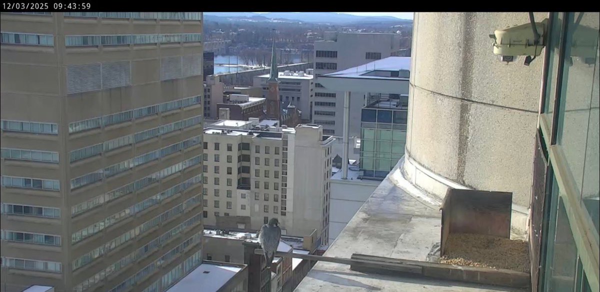 Falcon Chatter tweet media