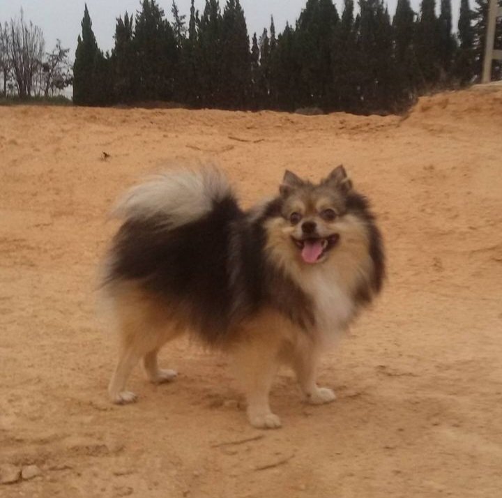 AVC_antonio's tweet photo. 😭😭😭 🐶2012-2025🐶 DEP IKER 🐶 😭😭😭 https://t.co/fU6pd4FPyF