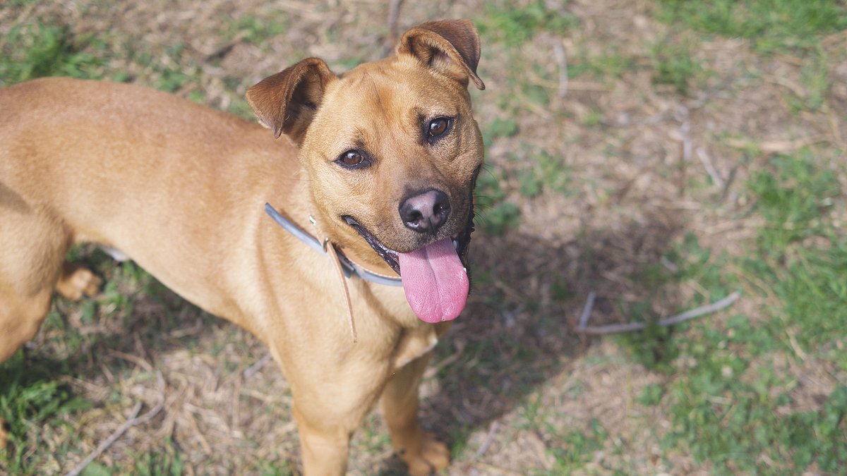 En Murphy té 4 anys i va arribar amb molta por… Amb cuidadores i voluntariat és un encant. Una mica insegur al principi, però mai ha tingut un mal gest. 💚 Només necessita temps i afecte. 🔗 Vols adoptar-lo? protectoramataro.org/adopta-un-anim… #Adopta