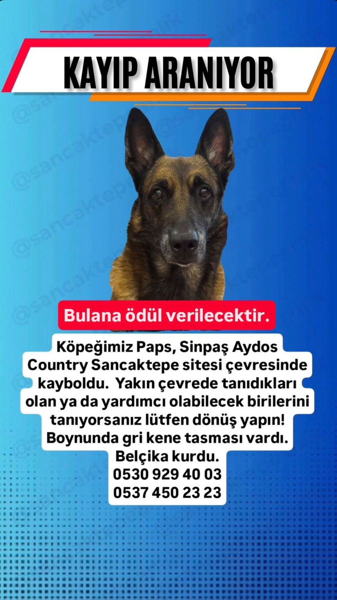 Lütfen yayalım ne kadar çok kişiye ulaşabilirsek, sahipleri sabahtan beri arıyormuş. Sancaktepe Kayıp‼️‼️