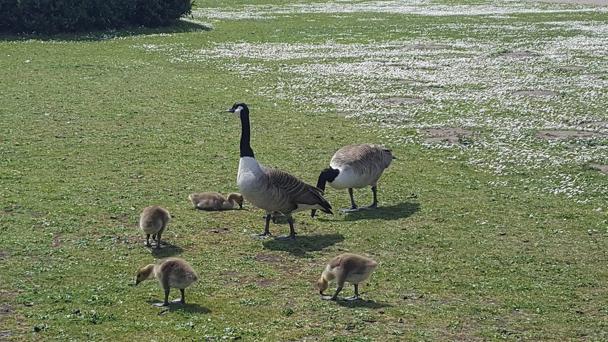 <a href="/DailyPicTheme2/">Daily Picture Theme</a> #Goose    #DailyPictureTheme