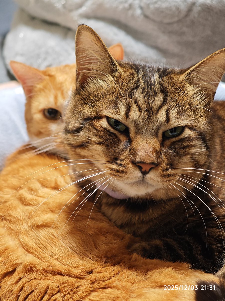 なら (@naraikana) / Posts / X