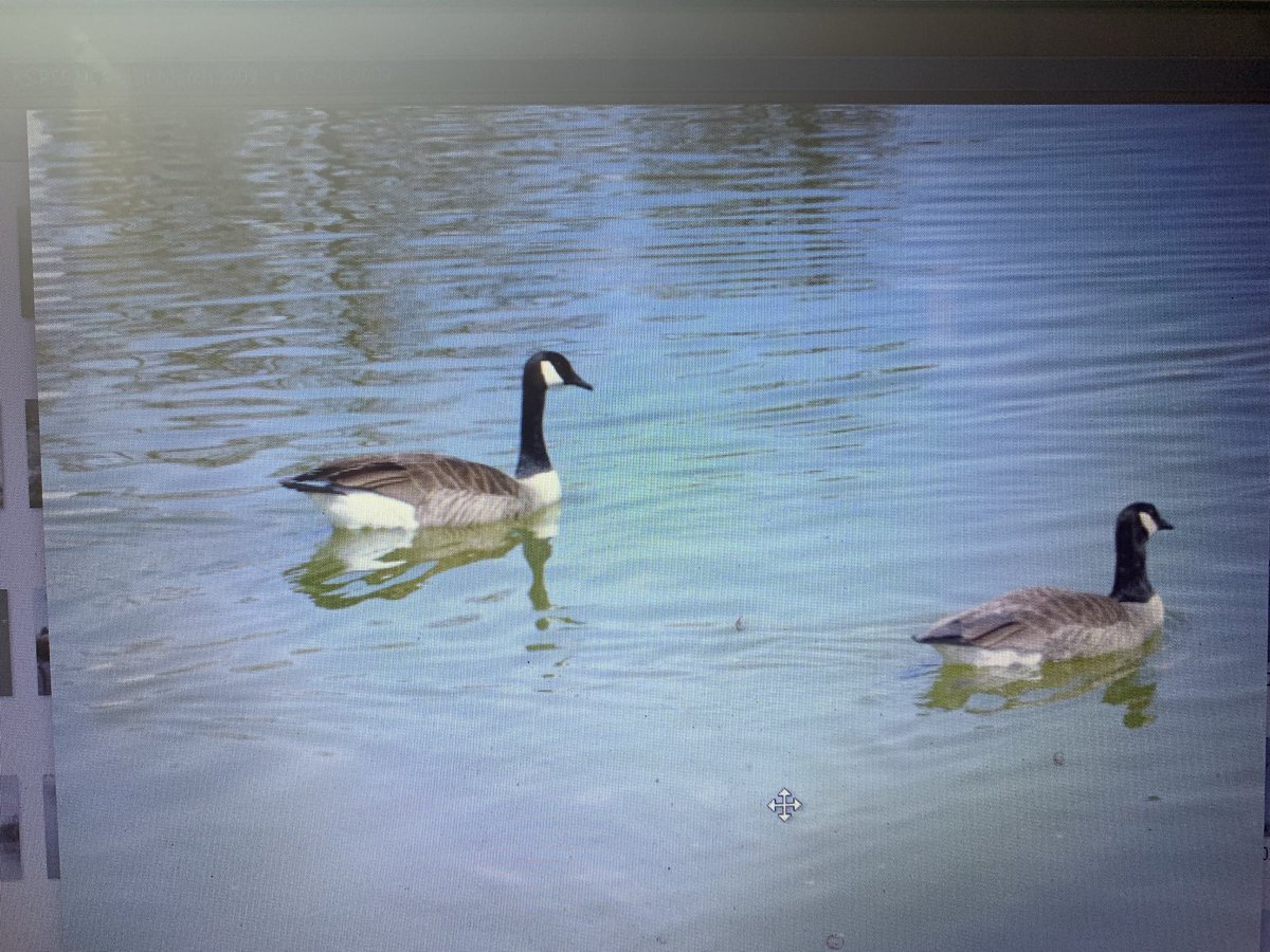 #DailyPictureTheme #Goose