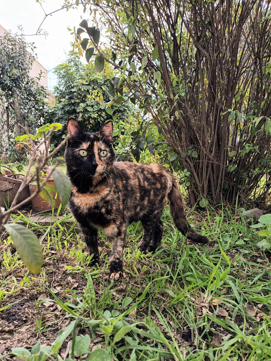 <a href="/Alina_Gag/">Alina</a> La primer foto fue el día después de haberla encontrado, tenia pequeña fractura de medula producto de un golpe, meses de fisioterapia y veterinarios Milka pudo volver a caminar. Mi pequeña ya está en el arcoíris sin dolor y feliz 🌈✨