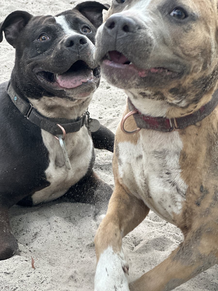 DogsPFL's tweet photo. TOMORROW! New to playgroups? Need a refresher? Don't forget to register for our Q4 Playgroup Webinar at 11am Eastern!
Sign up: https://t.co/n7eaL9QEre https://t.co/5ATSmZTuPL