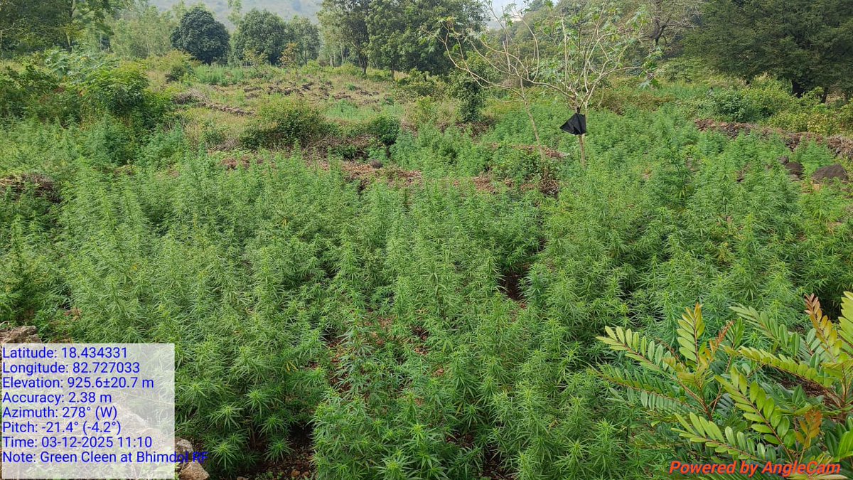 SPkoraput's tweet photo. Today i.e. on 03.12.25 Padwa PS conducted destruction of cannabis/puppy plants along with Excise, Forest and Revenue Deptt under Padwa PS jurisdiction &amp; destroyed in 25 Acrs (about 30000 Plants) in this connection Padwa PS case No. 134/25 has been registered. https://t.co/mTBiKSSxu6