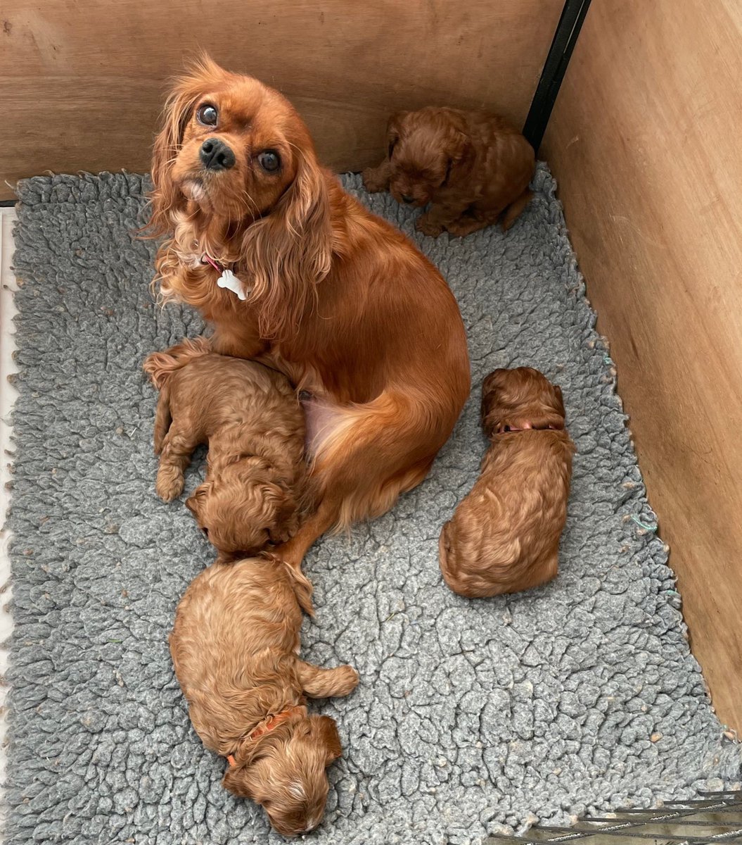 MakeChipsCount to Reunite Pets tweet media