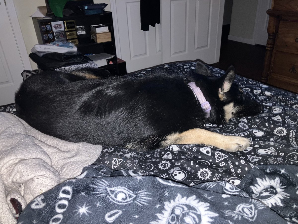 MissxSpookiness's tweet photo. Somewhere along the way this year we got a puppy who is now massive, but adorable. Twitter, meeting Siouxsie Sioux. https://t.co/vBtz0XaWJu