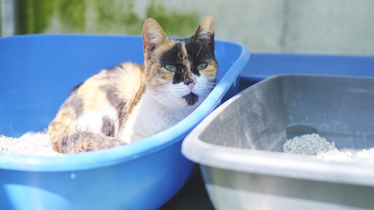 L’Hani té 11 anys i continua al refugi… És una gata tranquil·la, dolça i molt bona. No podem deixar que una iaieta tan meravellosa es faci gran entre gàbies 💔 Ajuda’ns a trobar-li una llar compartint!  protectoramataro.org/adopta-un-anim…