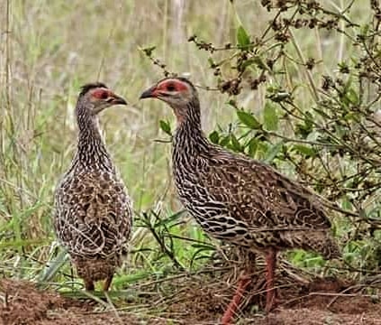 TambourineSafa1's tweet photo. Clapperton's spurfowls found in the north eastern area of Uganda which gives vibrant start up while transversing through Uganda's nature.[https://t.co/QVVOgwqKK8]
#birdingexperience #wildlifesafari #primateapesexperience #wildlifephotography #Gamedrive #safaridiscovery https://t.co/k8EFvOP65i