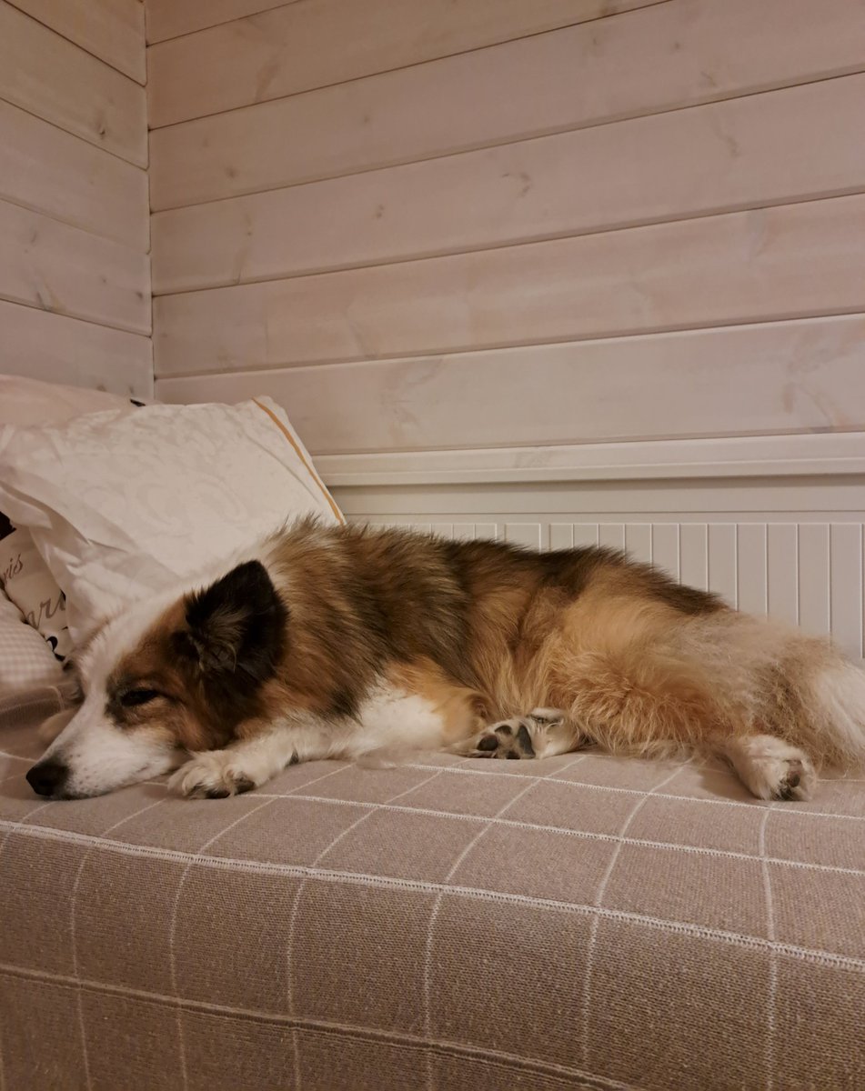 Sai juosta mielin määrin. Nyt saa nukkua sängyllä. #Pauha #Vike