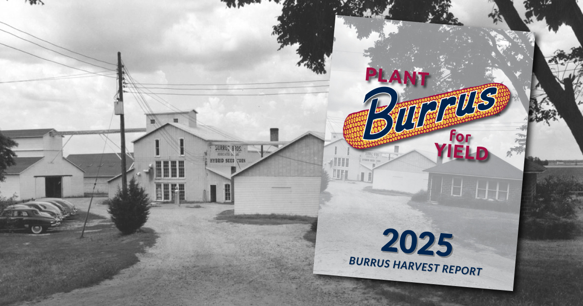 The 2025 Burrus Harvest Report is available for download online now! burrusseed.com/resources/harv… #BurrusSeed #Harvest25