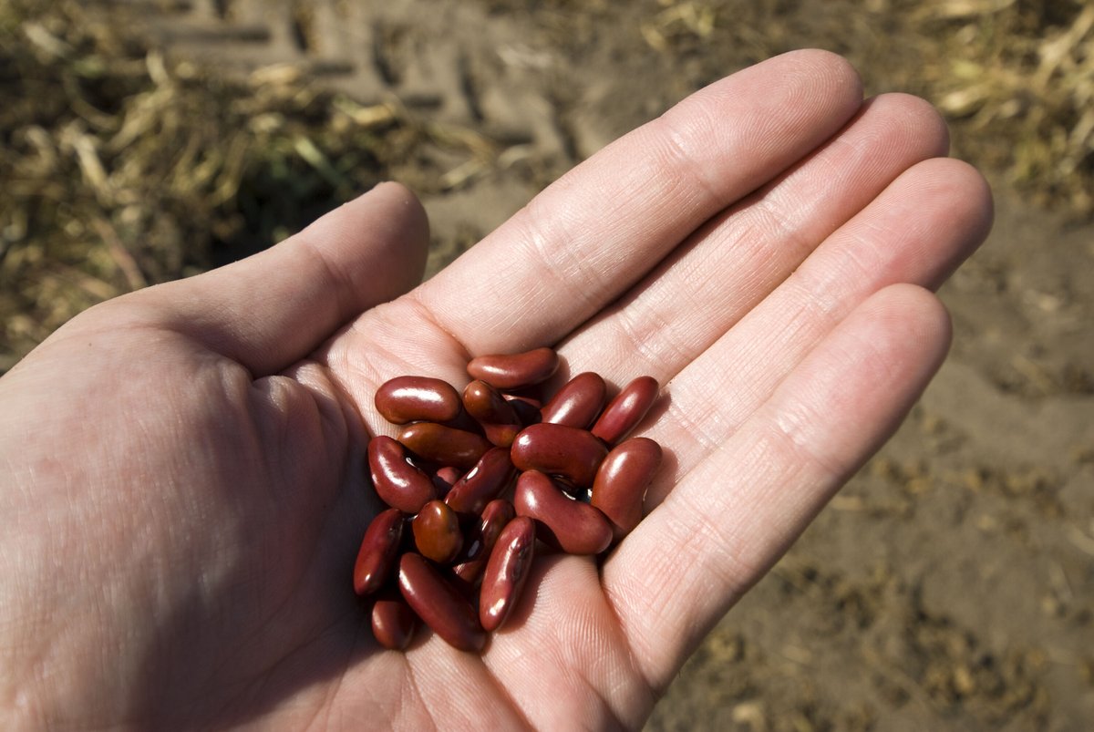 CamelliaBeans's tweet photo. Non-GMO, cleaned 6 times, and grown right here in the USA. 🌱🫘
Learn more about the “Hayward Standard” and why Camellia has been supplying the highest quality beans on the market for over 100 years:
#CamelliaBeans #BeansDoneRight
https://t.co/Fp8flPojhE https://t.co/DprZYNQK1P