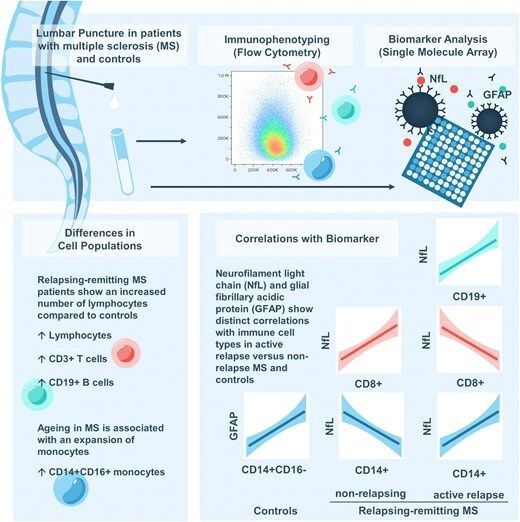 braincomms's tweet image. Zaic et al. report that relapsing-remitting multiple sclerosis patients show elevated cerebrospinal fluid T and B lymphocytes compared to controls. 👉 buff.ly/57Ah5kI @MedUni_Wien