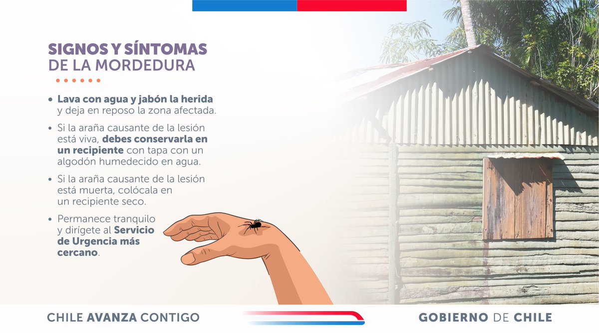 ministeriosalud's tweet photo. Con las altas temperaturas, aumenta la presencia de la #ArañaDeRincón. 

Sigue estas recomendaciones, protégete y mantén tu casa segura este verano. 🕷️ #CampañaVerano 

¡Recuerda! Ante cualquier sospecha de mordedura, acude de inmediato al Servicio de Urgencia más cercano. https://t.co/MYPU1RAbLP