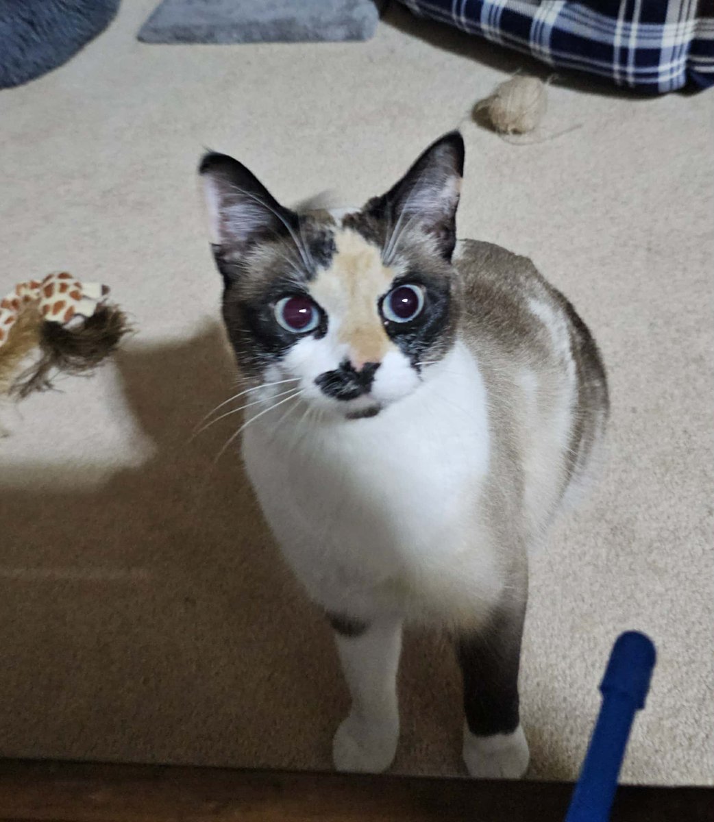 Kelly Eros tweet media