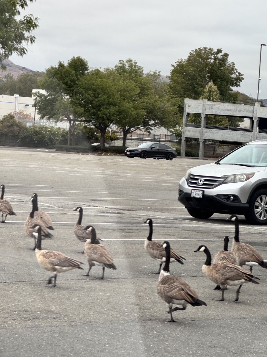 <a href="/monal_2111/">Saurabh🦚</a> Thanks Saurabh. Very old picture. Now  New one . Canada Geese . #Goose