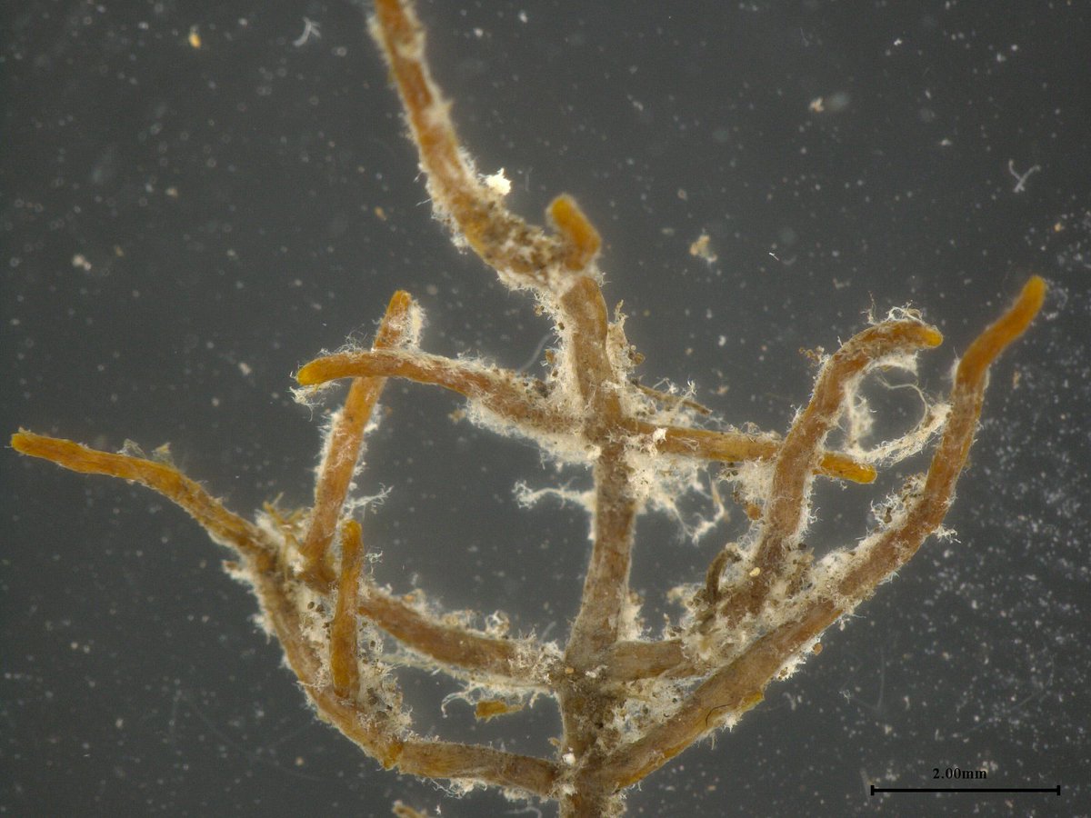 Discover the latest in ecological research with our new media tip sheet!📰

From urban pollinator pathways to sea urchin halos and migratory bird protections, explore 6 fascinating studies in our November roundup:
ow.ly/oVaJ50XBmi5