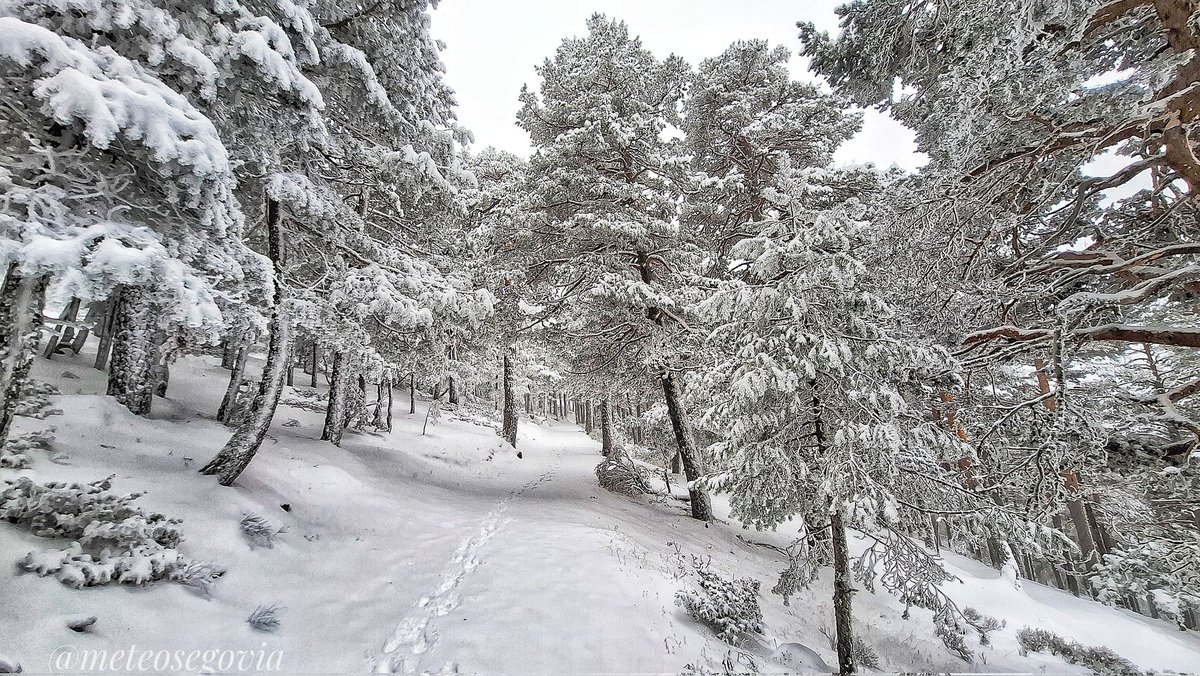 Espectacular, estampa "navideña" esta mañana en la zona eel Camino Smith en el Puerto de Navacerrada decorada con la nieve y algo de cencellada. #Segovia - #Madrid