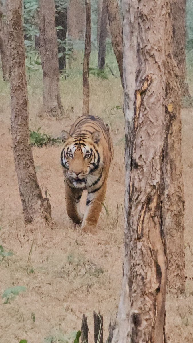 📍 Khajuraho Tiger Safari