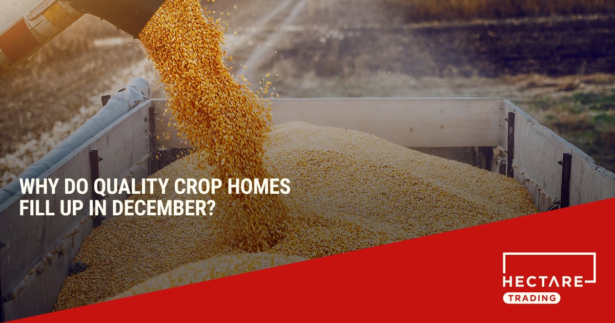 December can be a frustrating time for quality crop sellers. What can you do if you've still got milling wheat or malting barley to sell?

➡️ Sell forward into the spring
📈 Take advantage of carry
🔍 Shop around to find more buyers

Read more at ow.ly/fmsF50XBck6